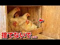 放置された鶏小屋の現状がやばすぎた…