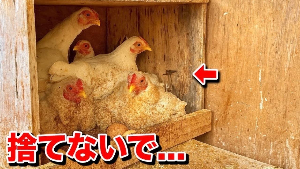 捨てられた鶏の現状がやばすぎた…