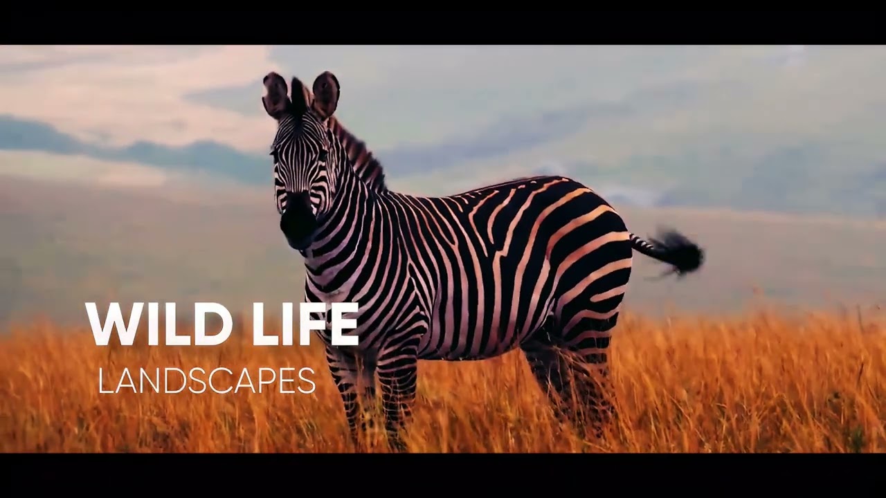 Humanitarian work in Africa