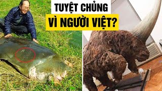 Người Việt Dồn 10 Loài Động Vật Quý Hiếm Đến Tuyệt Chủng, Con Cháu Không Còn Cơ Hội Chiêm Ngưỡng?