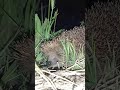 Ёжик прыгает в траве // Hedgehog jumping in the grass *moto 40 main #hedgehog