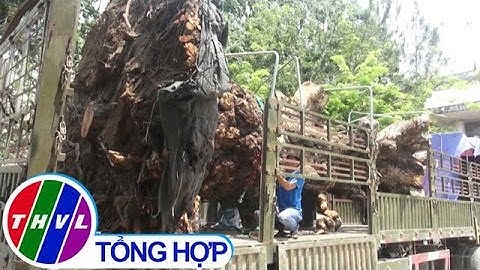 THVL | Bắt quả tang vụ vận chuyển cây xoài rừng trên 100 năm tuổi tại Tây Ninh