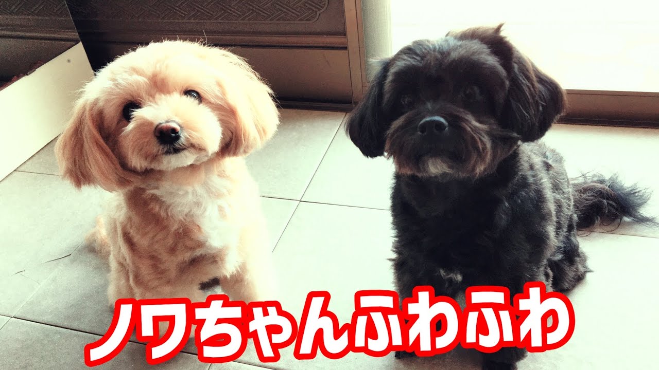 Chiwapoo チワプーノワちゃん お手入れタイム⏰ #チワプー #chiwapoo - YouTube