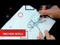 Рисуем жука: скетчинг, анималистка, урок