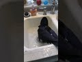 Crazy crow takes a bath in the sink!
