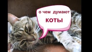 сенсация впервые в мире расшифрованы и озвучены мысли кота my cat's thoughts сенсация впервые в мире расшифрованы и озвучены мысли кота my cat's thoughts