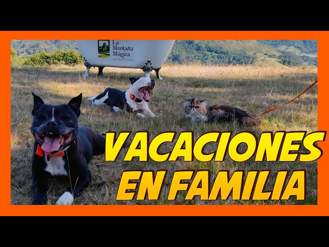Vacaciones con perros y gatos 🐶😼😱 | Educación Canina y Felina ❤️