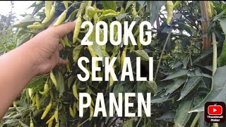 Part 1, Subhanallah, 200kg sekali petik, 3000pohon