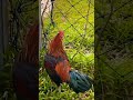 Beautiful rooster Qa:074