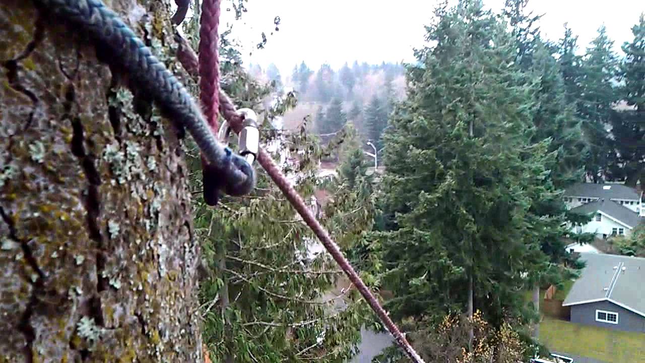 tree service bellingham beavers tree tree service bellingham wa diglynden youtube tree service bellingham beavers tree tree service bellingham wa diglynden youtube