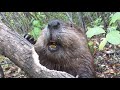 Beaver chews through tree limb: close up footage: See how beavers do it!