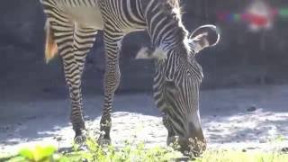 Pepee Ve Niloya Hayvanat Bahçesinde Zebra, Pijamalı Eşek Görüyorlar 4K Uhd Izle Pepee At Zoo Ze