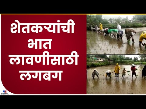 Satara Rain | कण्हेर परिसरात मागील 10 दिवसांत जोरदार पाऊस, शेतकऱ्यांना दिलासा-tv9