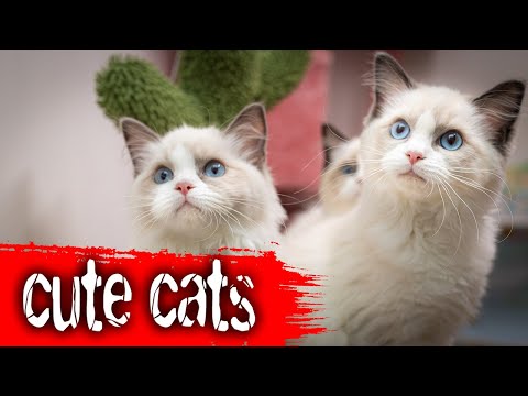 Cute cats sitting near fireplace with nice relaxing music #cats #catslive
