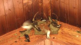 Cliff Swallows Making Nests