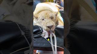 Pregnant Lion Wants to Go Home With Me #animals #animallife #youtube #love Pregnant Lion Wants to Go Home With Me #animals #animallife #youtube #love