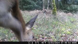 Close up Deers and a blink and you'll miss it Fox . Dry spell is over!
