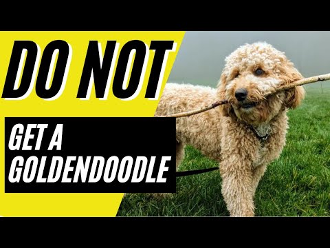 7 Reasons You SHOULD NOT Get a Goldendoodle