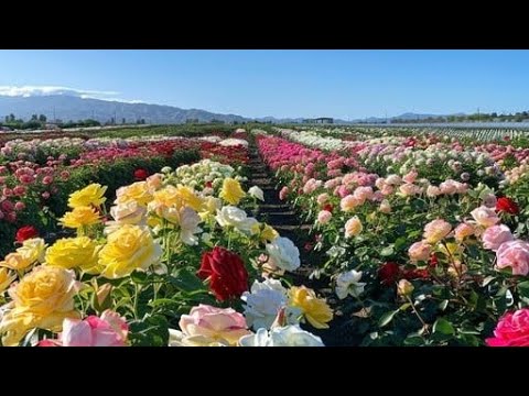 Tell me your favourite (Flower edition)