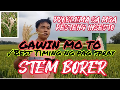 Video: Mga Uri ng Wisteria Borers - Paano Kontrolin ang Borers Sa Wisteria Plants