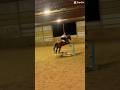 Edit of Rhys last night💗 #horse #equestrian #equestrianjourney #foryou #shorts #horseriding