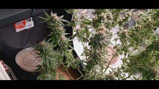 Beginning Growing Harvest Time (Amnesia)