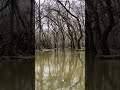 Después de las tormentas así se ve el paisaje dentro del bosque #illinois #naturepark #nature