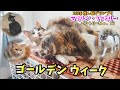 ゴールデンウィークの猫達 #マリリンファミリー