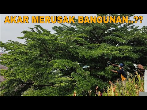 CARA MERAWAT KETAPANG KENCANA BESAR !!