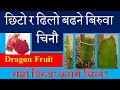 ड्रागनफलको छिटो र ढिलो बढने बिरुवा कसरी चिन्ने? How to identify healthy seedling of Dragon Fruit?