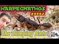Harpegnathos, The Jumping Ants, a Complete Overview | Ant Keeping Season 2020 Week 8