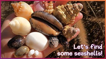 Finding Seashells at Low Tide | Fun in the Rock Pools [Virtual Shelling]