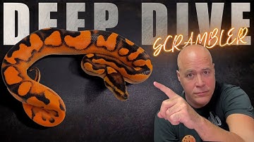 Chris Hernan Reveals HUGE SECRET About Scrambler Ball Python Gene - DEEP DIVE