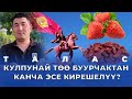 10 сотых КУЛПУНАЙ 300.000 сом = ФАСОЛЬ 10.000 сом! Таластыктар шок болду!