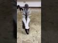 Exploding tail 🌋(skunk)#animallife #pets #skunks #shortvideo #aniamls#shorts#cuteanimals