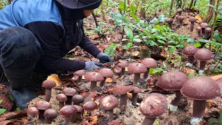 Download Lagu ออกหลายโพดคัก‼️🍄🍄เห็ดผึ้งน้ำอ้อย เห็ดผึ้งข้าวก่ำ ดอกกำลังงามๆ ของแซบตั่วนิ MP3 Download Lagu ออกหลายโพดคัก‼️🍄🍄เห็ดผึ้งน้ำอ้อย เห็ดผึ้งข้าวก่ำ ดอกกำลังงามๆ ของแซบตั่วนิ MP3