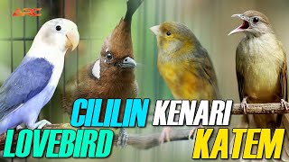 KOMPILASI MASTERAN CILILIN - KENARI - KATEM - LOVEBIRD