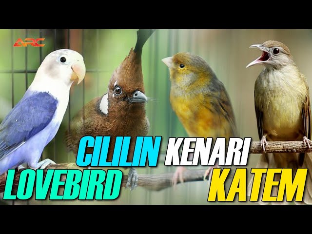KOMPILASI MASTERAN CILILIN - KENARI - KATEM - LOVEBIRD class=