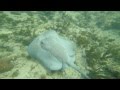 Under the Caribbean with Tim Heller - Large Sting Ray 056