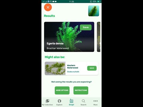 PlantSnap identifies a Brazilian Waterweed (Egeria densa)