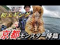ここはアオリイカ楽園！？美人エギング釣りガールと無理やりコラボ丹後半島遠征に行ったらモンスター釣れた