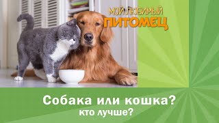 Собака или кошка: КТО ЛУЧШЕ? by Мой любимый питомец 4,445 views 4 years ago 4 minutes, 12 seconds