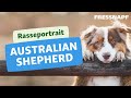 Rasseportrait: Australian Shepherd の動画、YouTube動画。