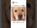 飼い主のジレンマ #ごめんね #ゴールデンレトリバー