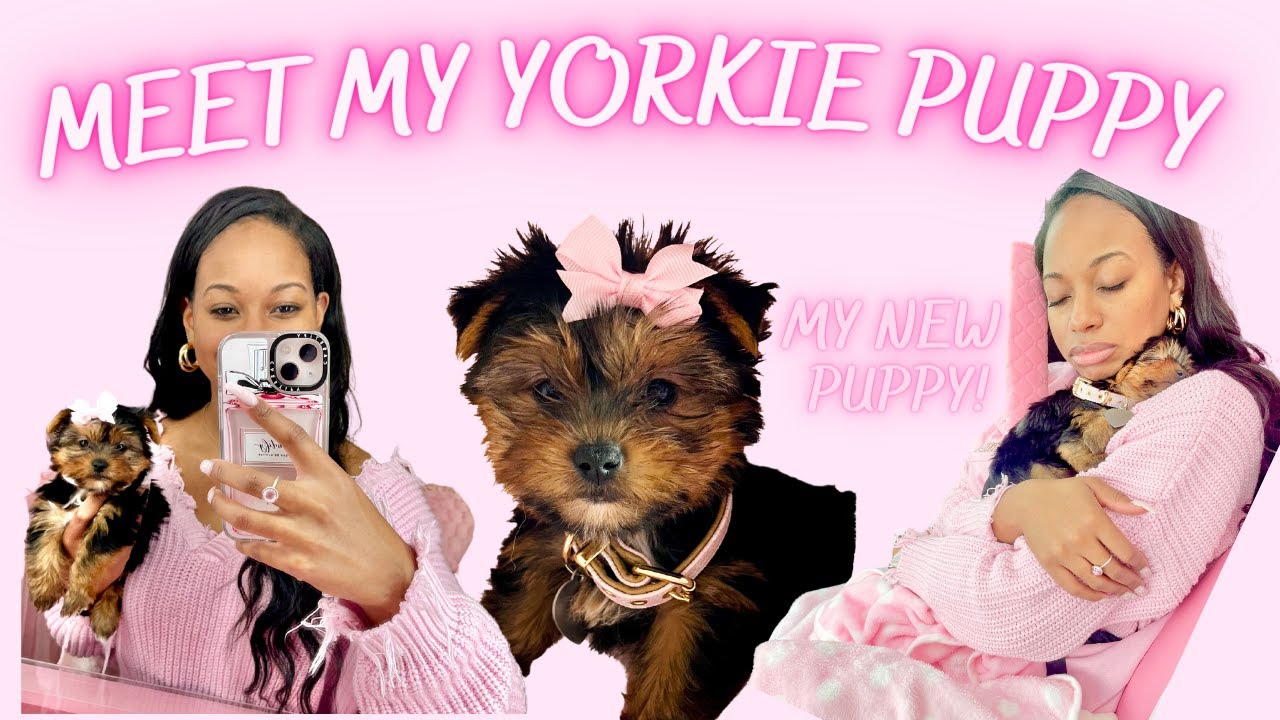 Meet My Yorkie Puppy | Getting A Puppy 🎀 - YouTube
