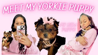 Meet My Yorkie Puppy | Getting A Puppy