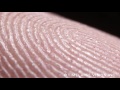 fingerprints and sweat glands　- 指紋と汗腺 -