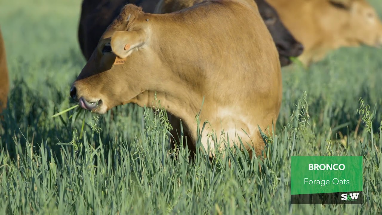 S&W Seed Company Bronco Forage Oats - YouTube