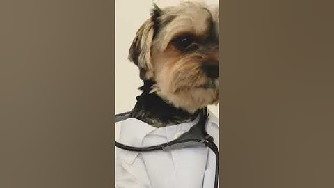 dog doctor