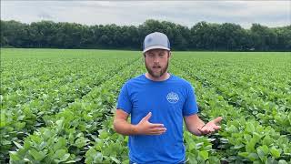 3 Key Factors In Protecting Yield Potential In High Yield Soybeans